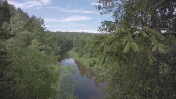 aereo Visualizza di il bellissimo fiume circondato di verde alberi nel foresta contro blu nuvoloso cielo nel soleggiato giorno. azione filmato. sorprendente natura con russo foreste. video