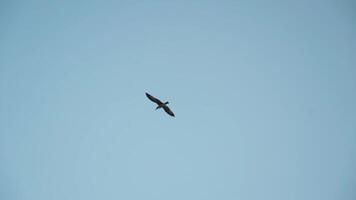 inferior Visão do vôo gaivota em azul Claro céu fundo. Ação. solteiro pássaro subindo dentro a céu, conceito do liberdade. video