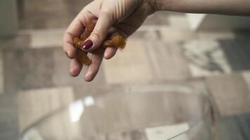 Close up of woman hand adding raisins into the dish. Action. Female hand holding dried fruits and putting it in a transparent bowl while cooking in the kitchen at home. video