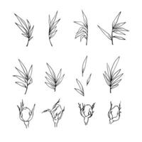 Vector graphics of a linear drawing of flowers