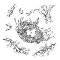 Vector graphics set drawing nests and plants