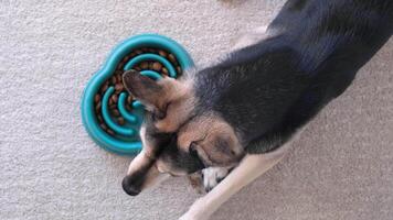 dog eats dry food from a blue bowl for slow feeding at home , lying on rug video