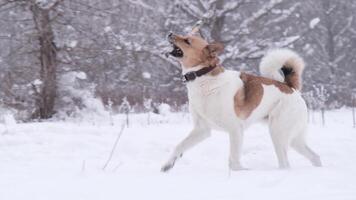 gelukkig hond spelen buitenshuis met stok in mond. actief hond huisdier genieten van winter sneeuw wandelen video