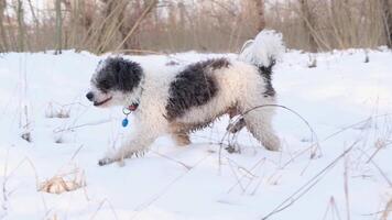 contento linda perro caminando en nieve en invierno bosque video