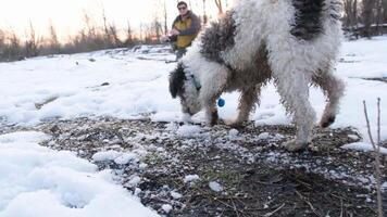 Mens spelen met zijn hond in de park in winter, het werpen de sneeuw video