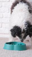 bowl for slow feeding. dog eats dry food from a blue bowl at home , lying on rug video