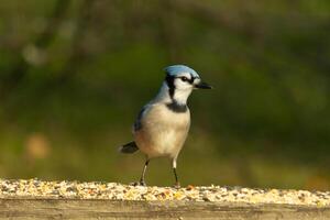 esta hermosa azul arrendajo pájaro es en pie en el de madera barandilla. el bonito pájaro mira me gusta él es acerca de a saltar pero esperando para el Derecha momento. su blanco barriga en pie fuera desde su azul plumas. foto