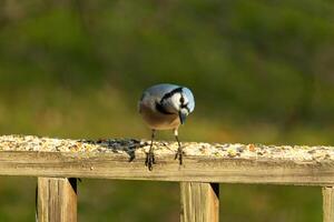 This beautiful blue jay bird is standing on the wooden railing. The pretty bird looks like he is about to pounce but waiting for the right moment. His white belly standing out from his blue feathers. photo