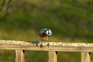 This beautiful blue jay bird is standing on the wooden railing. The pretty bird looks like he is about to pounce but waiting for the right moment. His white belly standing out from his blue feathers. photo