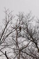 I love the look of this red-shouldered hawk perched in this tree. The large raptor trying to hide in the bare branches of the tree. The limbs without leaves due to the winter season. photo