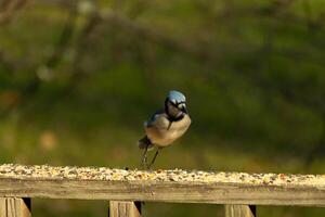 This beautiful blue jay bird is standing on the wooden railing. The pretty bird looks like he is about to pounce but waiting for the right moment. His white belly standing out from his blue feathers. photo