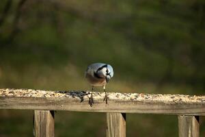 esta hermosa azul arrendajo pájaro es en pie en el de madera barandilla. el bonito pájaro mira me gusta él es acerca de a saltar pero esperando para el Derecha momento. su blanco barriga en pie fuera desde su azul plumas. foto