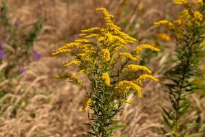 This beautiful goldenrod wildflower sat sprouting up among all the brown foliage. The yellow plant is a splash of color among all the Fall colored grass. photo