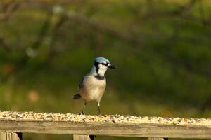 esta hermosa azul arrendajo pájaro es en pie en el de madera barandilla. el bonito pájaro mira me gusta él es acerca de a saltar pero esperando para el Derecha momento. su blanco barriga en pie fuera desde su azul plumas. foto