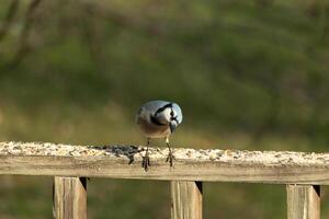 This beautiful blue jay bird is standing on the wooden railing. The pretty bird looks like he is about to pounce but waiting for the right moment. His white belly standing out from his blue feathers. photo