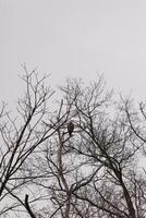 yo amor el Mira de esta hombros rojos halcón encaramado en esta árbol. el grande rapaz molesto a esconder en el desnudo ramas de el árbol. el extremidades sin hojas debido a el invierno estación. foto