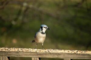 This beautiful blue jay bird is standing on the wooden railing. The pretty bird looks like he is about to pounce but waiting for the right moment. His white belly standing out from his blue feathers. photo