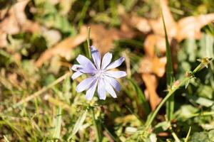 esta hermosa achicoria flor silvestre se sentó en el prado entre todas el marrón follaje. el púrpura chapoteo de color entre el otoño de colores césped. yo amor el largo pétalos ese casi tener un margarita mirar. foto