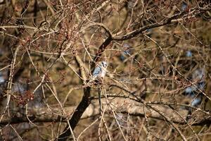 I love the look of this blue jay perched in the peach tree. This bird is trying to stay hidden but the colors of his feathers and the bare limbs are making it difficult. photo