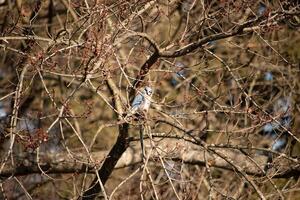 I love the look of this blue jay perched in the peach tree. This bird is trying to stay hidden but the colors of his feathers and the bare limbs are making it difficult. photo