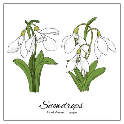 Colorful snowdrop botanical illustration. Floral hand drawn clip art for botany books, articles, printing, decoration, design.