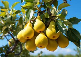 AI generated Ripe and juicy pears hanging on tree with blue sky. Healthy food photo