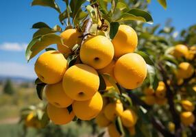 AI generated Ripe and juicy oranges, tangerine and mandarin hanging on tree with blue sky. Healthy food. photo