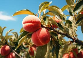 AI generated Ripe and juicy peaches hanging on tree with blue sky. Healthy food. photo