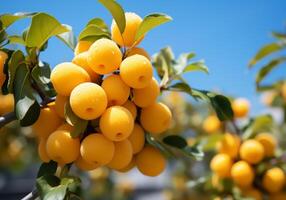 AI generated Ripe and juicy yellow plums hanging on tree with blue sky. Healthy food. photo