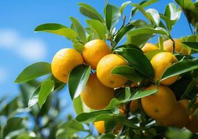 AI generated Ripe and juicy oranges, tangerine and mandarin hanging on tree with blue sky. Healthy food. photo