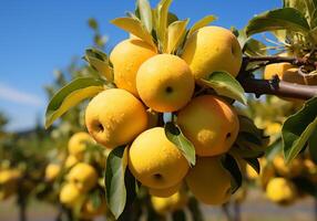 AI generated Ripe and juicy yellow apples hanging on tree with blue sky. Healthy food. photo