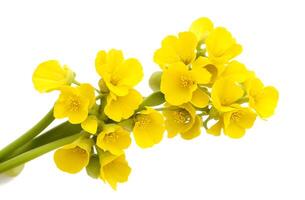 AI generated Close up of  mustard flower on white background photo