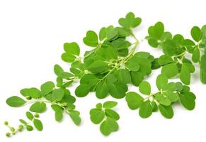 AI generated Moringa leaves isolated on white background photo