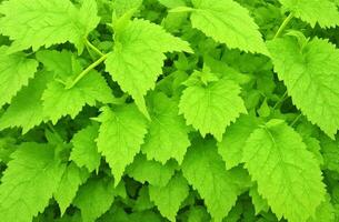 AI generated Nettle leaves on natural background photo