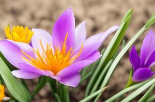 AI generated Saffron crocus flower on natural background photo