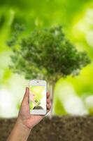 rastreo el crecimiento de árbol plántulas desde uno de un grande árbol. negocio concepto ese lata expandir desde un pequeño negocio dentro un grande compañía. foto