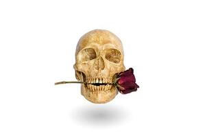 cráneo con un Rosa en sus boca flotante en un blanco antecedentes foto