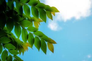 green leaves on sky background photo