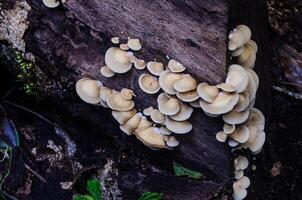 sulfur tuft mushrooms on a trunk in a woodland photo