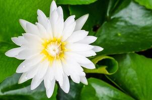 white lotus or water lily in the pond photo