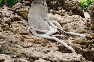 Roots rock outcrop above the sand photo