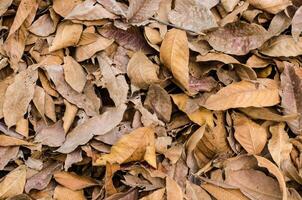 fallen leaves  on the ground. photo