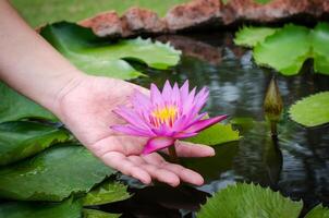 Hand holding a purple lotus in the pond. photo