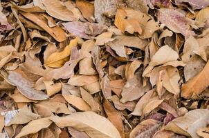 fallen leaves  on the ground. photo