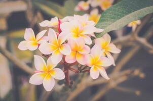 White frangipani tropical flower, plumeria flower blooming on tree photo