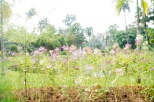 Blur flower park in the morning. photo