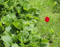 Lonely red flower in the middle of green foliage photo