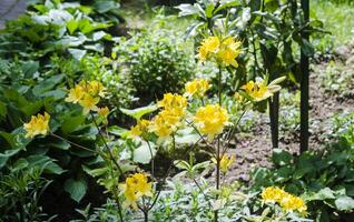 Yellow flowers in green bushes photo