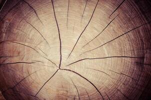 de madera cortar textura, árbol anillos foto