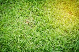 green grass texture and gold lighting photo